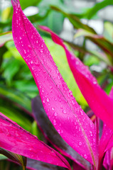 Purple plant with water drops in natural environments such as gardens or parks with colorful out of focus background in portrait orientation