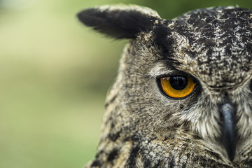 owl and her beautiful eyes