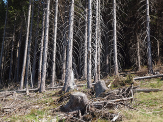 Waldsterben