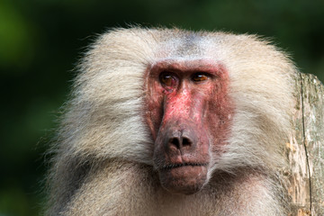 Hamadryas baboon