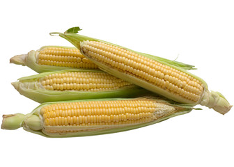 Corn isolated on a white background.