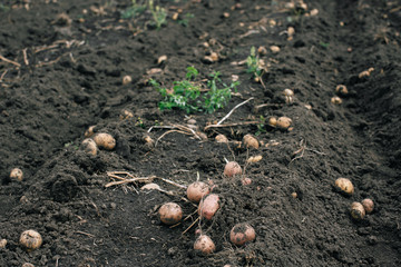 fresh and raw potato on a field, harvest