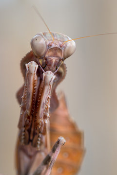 Indonesian double shield mantis