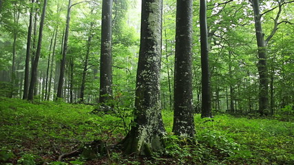 Drifting fog through beech trees and forest - Powered by Adobe