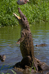 The Cuban crocodile jumps out of the water. A rare photograph. Cuba. An excellent illustration. Unusual angle.