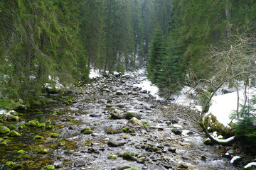 Chochołowski Potok - Strumień w Tatrach Zachodnich