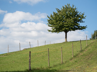 Fototapeta premium Einzelner Obstbaum im Feld