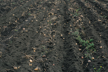 fresh and raw potato on a field, harvest