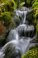 stream in the forest