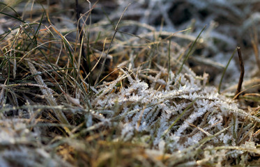The grass layered with ice crystals in winter time