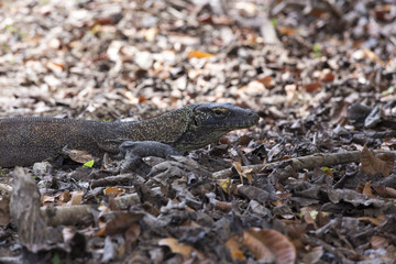 Komodo dragon