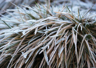 The grass layered with ice crystals in winter time