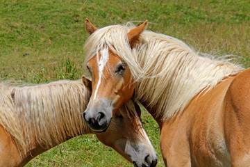 Obraz premium cavalli avelignesi - haflinger