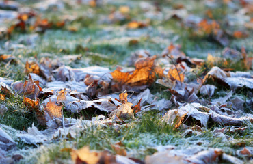 The grass layered with ice crystals in winter time