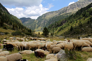 Fototapeta premium gregge in alpeggio (Lagorai, Val di Fiemme)