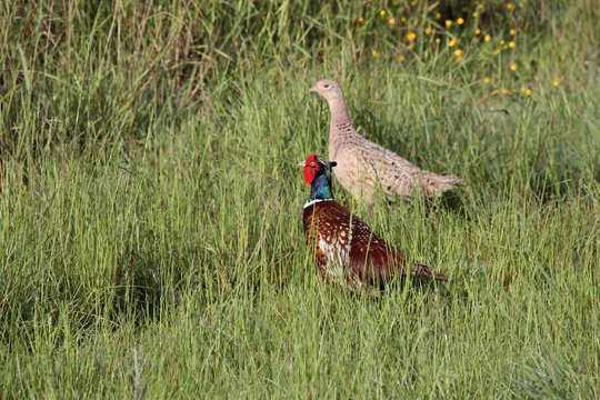 couple de faisans de Colchide