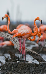 Fototapeta premium Caribbean flamingo on a nest with chicks. Cuba. An excellent illustration.