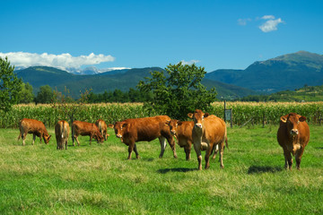 Fototapeta na wymiar Herd of cows on pasture in Italian farm during the summer 