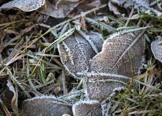 The grass layered with ice crystals in winter time