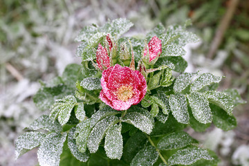 Obraz premium snowy rose bush with flower and buds winter first snow