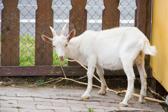 goat in the paddock chewing on a branch