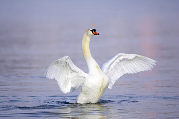 Obraz premium Schwan,Höckerschwan