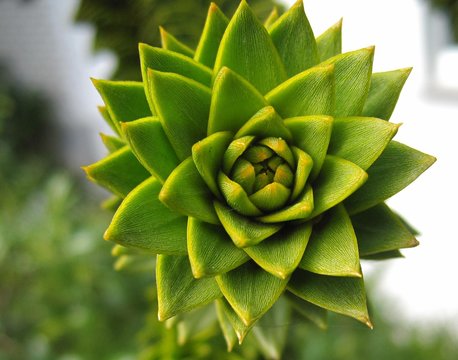 junger Trieb vom Affenbaum