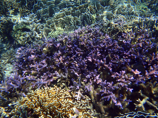 Fototapeta na wymiar colorful coral reef
