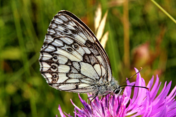 Obraz premium farfalla bianconera (melanargia galathea)