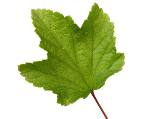 Fototapeta premium Leaf of currant
