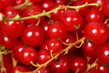 Red currant