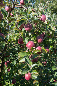 apples on the tree ready for harvest