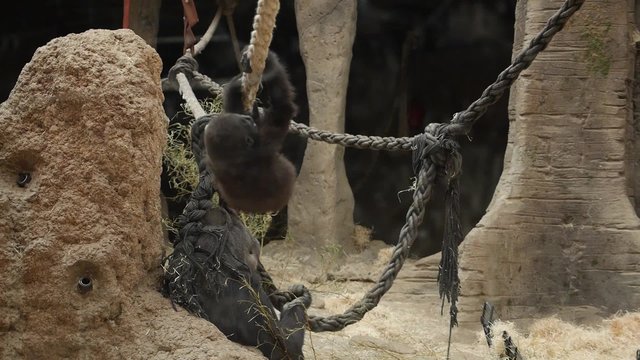 cr&iacute;a de gorila