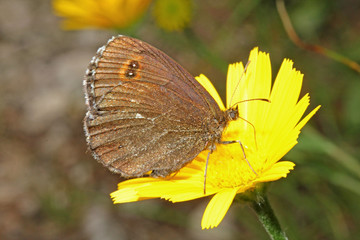 farfalla (erebia)