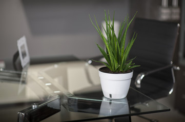 Glass table in modern office, table pot and chair