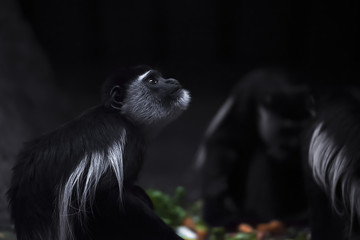 abyssinian black and white colobus