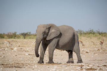 Fototapeta na wymiar Animals drinking water in a waterhole inside the Etosha National Park, Namibia, Africa