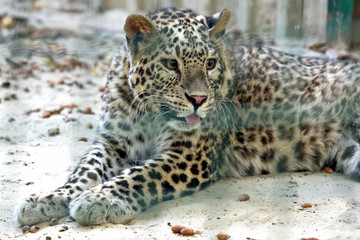 portrait of a young leopard