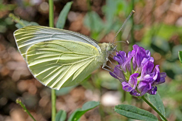 farfalla (artogeia napi)