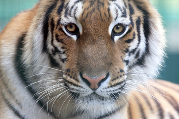 portrait of Amur tiger