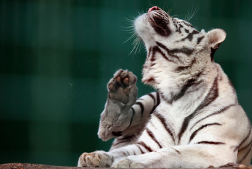 Naklejka premium Bengal tiger scratching my back paw