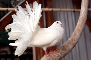 portrait of a white dove with a fluffy tail