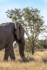Fototapeta na wymiar A big bull elephant crossing a road in Etosha National Park in Namibia, Africa