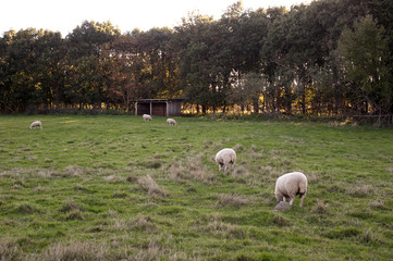 Fototapeta premium sheeps in field