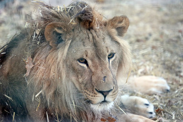 portrait of a lion with a big mane in the dry grass