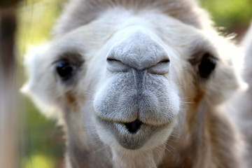 un grand portrait du visage d& 39 un chameau