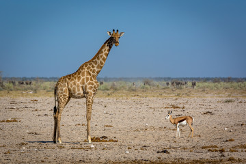 Obraz na płótnie Canvas Animails roaming around the Etosha National Park in Namibia, southern Africa.