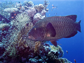 napoleon fish