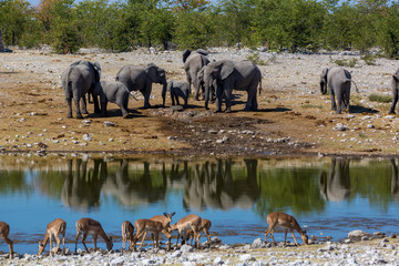 Animails roaming around the Etosha National Park in Namibia, southern Africa.