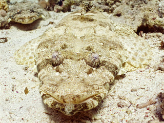 crocodile fish couple